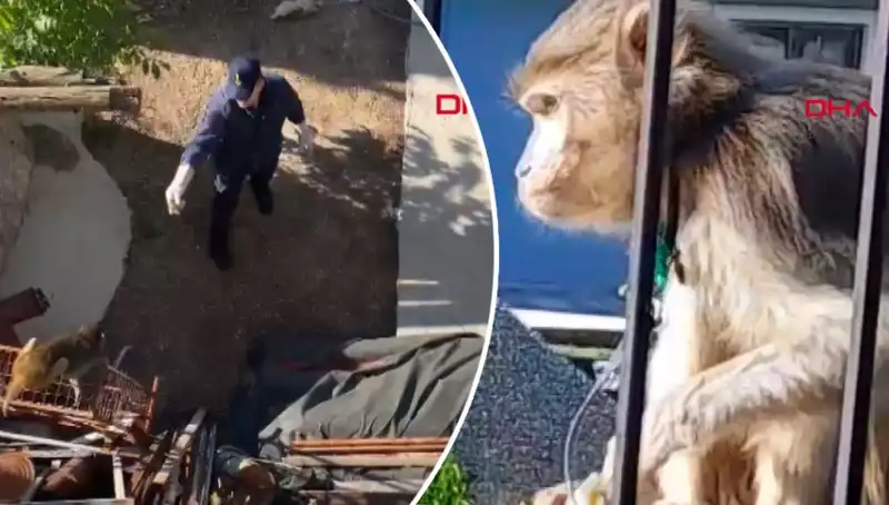 Muğla'da Dikkat Çeken Maymun Kovalamacası: Yerel Halk Alarmda!