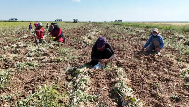 Rusya, Almanya ve İspanya'da Antibiyotik Hasadı: Yılın En Büyük Gelişmeleri