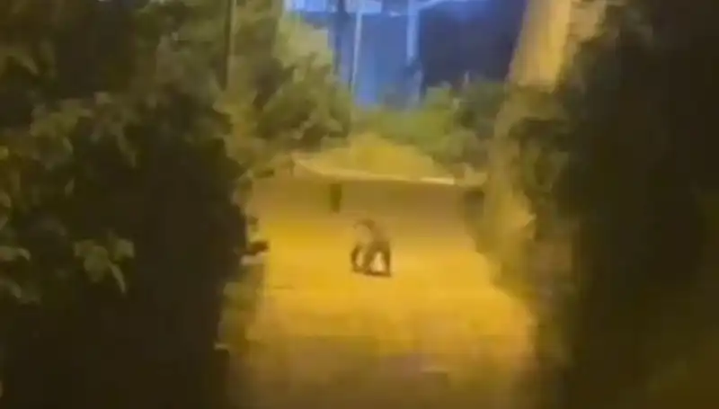 Gümüşhane'de Şehir Merkezine İnen Ayı Panik Yaratmıştı!