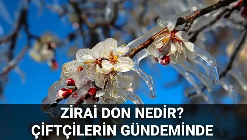Türkiye'nin Tarımını Tehdit Eden Zirai Don: Çiftçileri Neler Bekliyor?