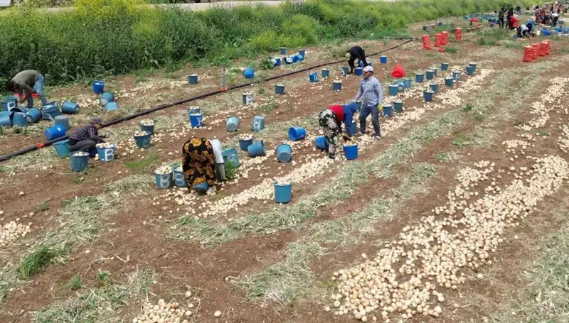 Soğan Hasadı Başladı! Fiyatlar Düşüşe Geçiyor, Tüketiciler Sevinçle Karşılıyor