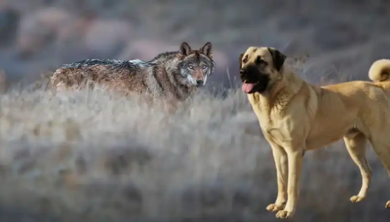 Kangal Köpeğine Olan Talep, Artan Kurt Popülasyonuyla Yükseliyor