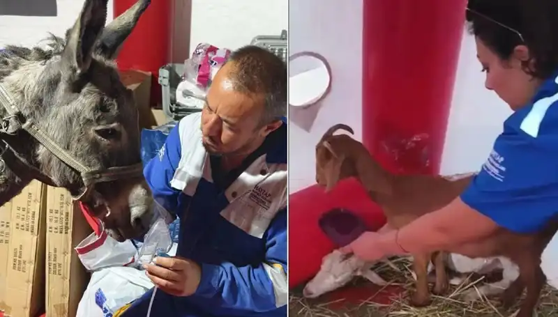 Yangından Etkilenen Eşeğe Oksijen Maskele Tedavi Uygulandı