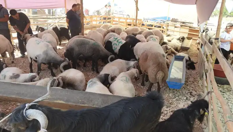 Kurban Bayramı'nda Hayvan Pazarı Yoğunluğu: Alışverişte Rekor Aşama!