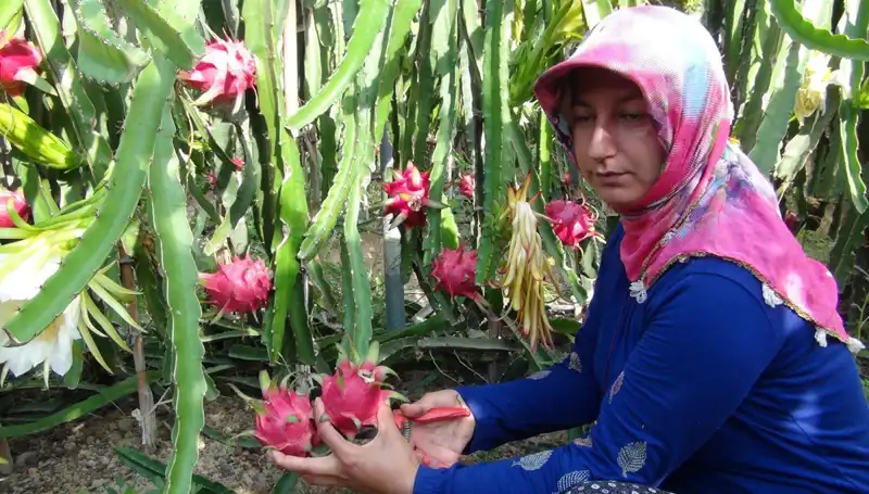 Emekli Olup Pitaya Üretmeye Başlayan Çiftçi, Kilosu 200 TL'den Satıyor