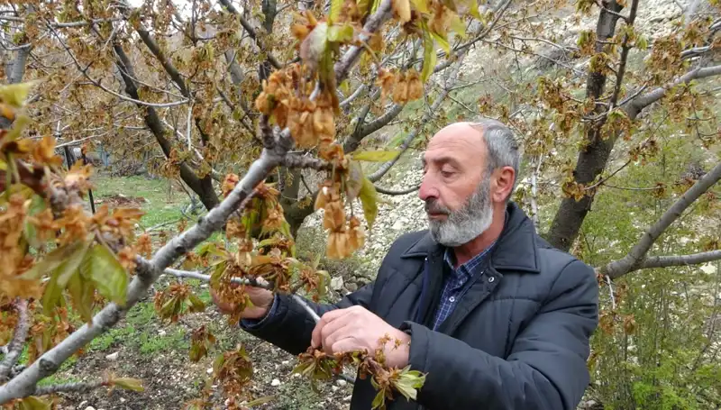 Zirai Don Alabastı Kirazını Vurdu: Üreticilere Ciddi Kayıplar!
