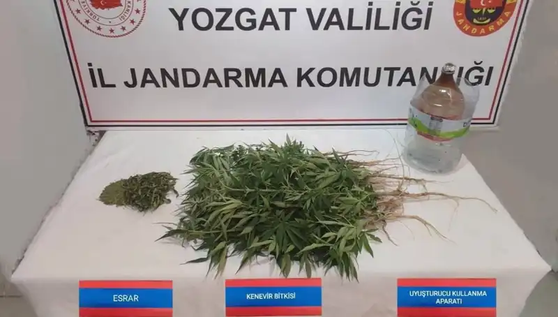 Yozgat'ta Yasa Dışı Kenevir Üretimi: 40 Kök Ele Geçirildi