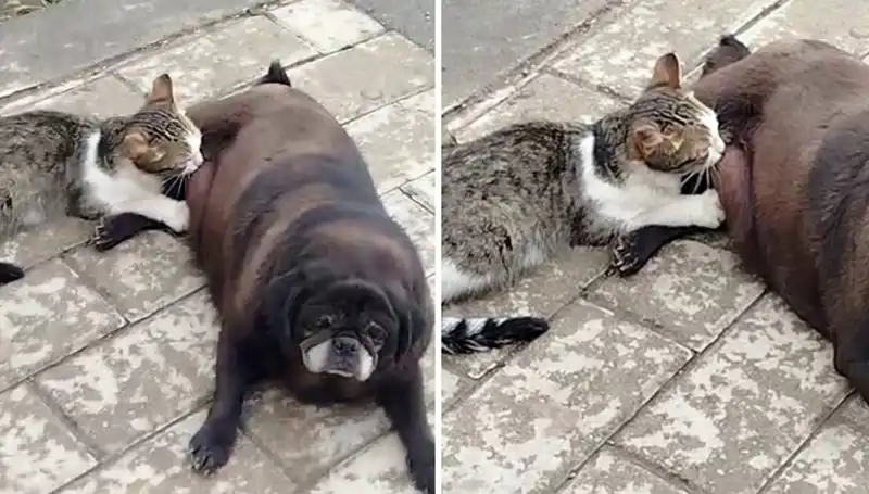 Erzurum Sokaklarında Görülen İlginç Manzara: Köpek ve Kedi Arasındaki Dostluk