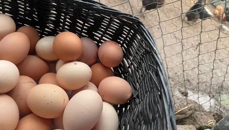 Dünyanın En Ucuz Proteini: Okullarda Beslenme Krizini Nasıl Çözüyor?