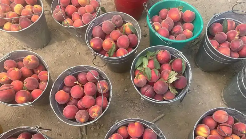 Çiftçiler Hasat Sezonuna Coşkuyla Başladı, Fiyatlar Yüzleri Güldürüyor!